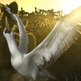 Les îles Galapagos, classées par l'Unesco au patrimoine mondiale de l'humanité pour leur faune et leur flore uniques, abritent environ 78 espèces d'oiseaux endémiques et indigènes (archives).